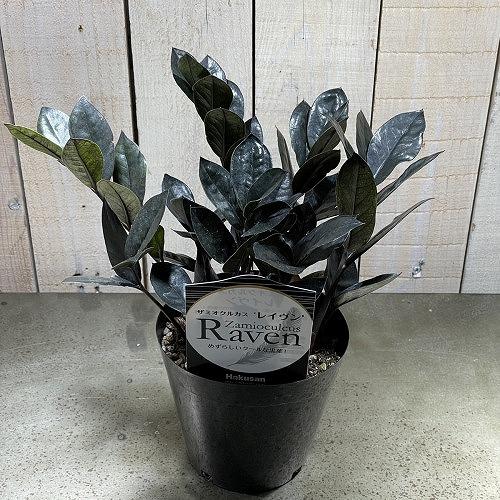 観葉植物 ザミオクルカス レイヴン(レイブン) 3.5号ロングポット