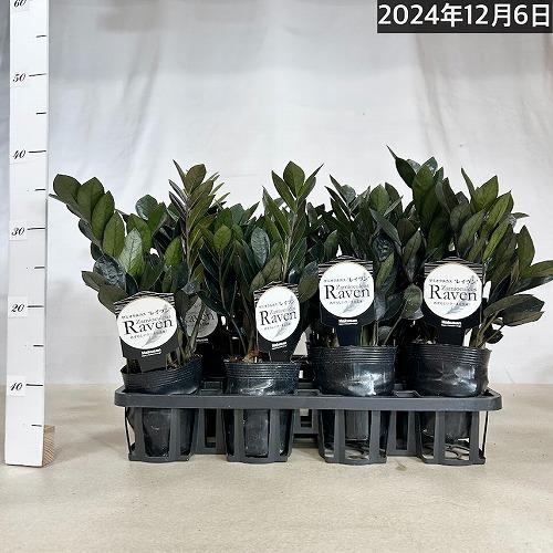 観葉植物 ザミオクルカス レイヴン(レイブン) 3.5号ロングポット