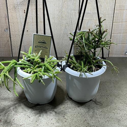 リプサリス バッキフェラ 3号 吊り鉢 rhipsalis baccifera ハンギング