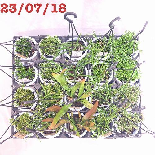 リプサリス バッキフェラ 3号 吊り鉢 rhipsalis baccifera ハンギング サボテン インテリア マニア　｜leafs｜04