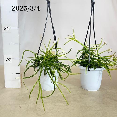 リプサリス バッキフェラ 3号 吊り鉢 rhipsalis baccifera ハンギング