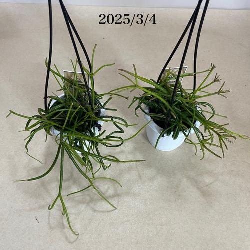 リプサリス バッキフェラ 3号 吊り鉢 rhipsalis baccifera ハンギング