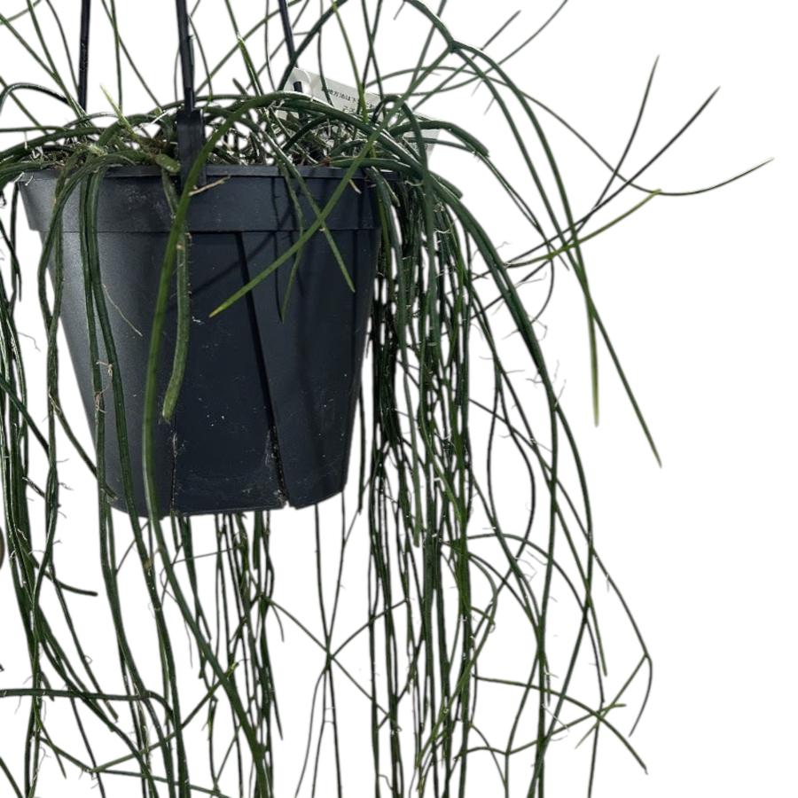 傷みあり】リプサリス ハイデルベルグ 5号吊り鉢 rhipsalis ハンギング