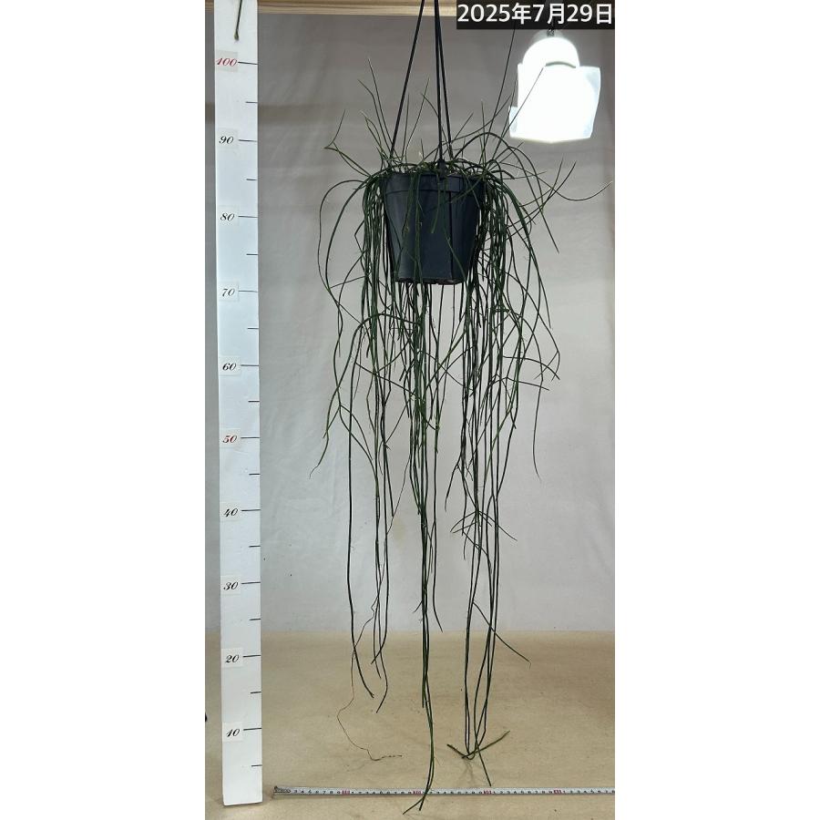 傷みあり】リプサリス ハイデルベルグ 5号吊り鉢 rhipsalis ハンギング