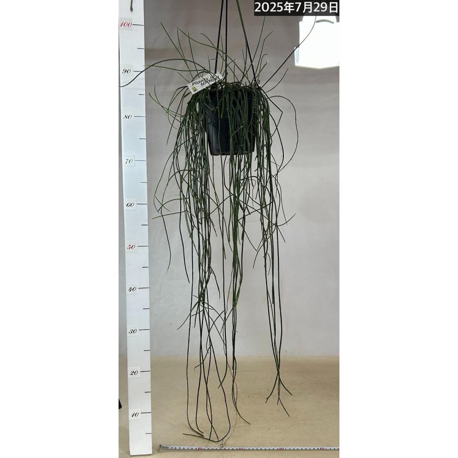 傷みあり】リプサリス ハイデルベルグ 5号吊り鉢 rhipsalis ハンギング