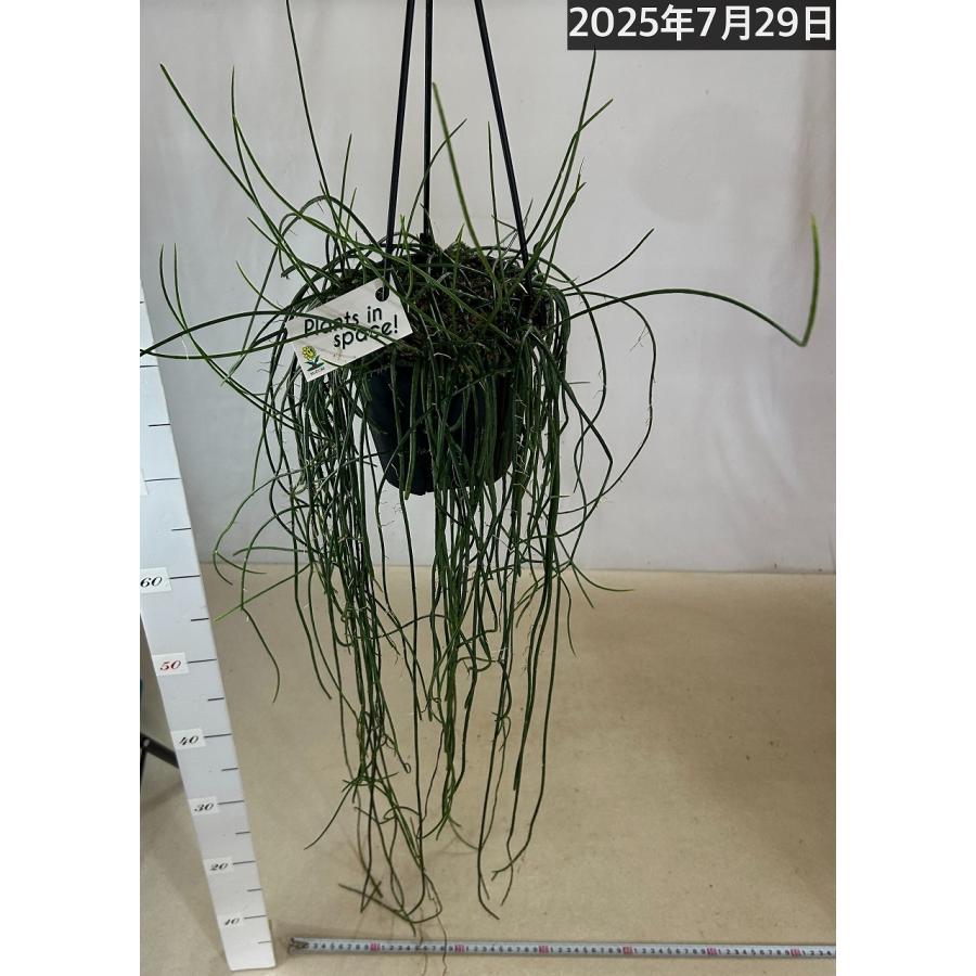 傷みあり】リプサリス ハイデルベルグ 5号吊り鉢 rhipsalis ハンギング