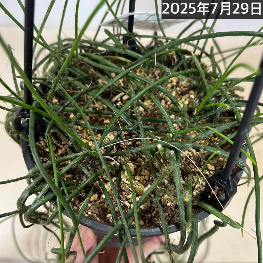 傷みあり】リプサリス ハイデルベルグ 5号吊り鉢 rhipsalis ハンギング