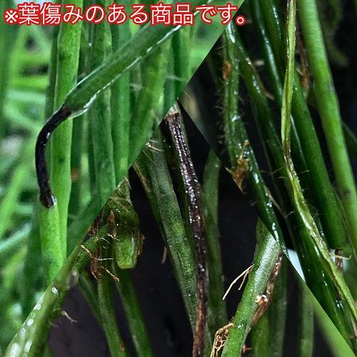 傷みあり】リプサリス ハイデルベルグ 5号吊り鉢 rhipsalis ハンギング