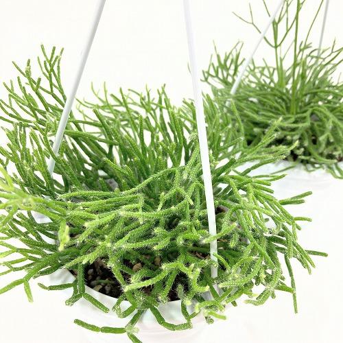 観葉植物 多肉植物 インテリア カッコイイ 可愛い リプサリス ケレウスクラ 4号吊り鉢 Leafs ヤフー店 通販 Yahoo ショッピング