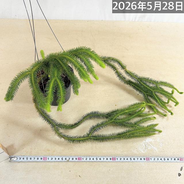 葉傷みあり】フペルジア スクアローサ 5号 吊り鉢 huperzia squarrosa