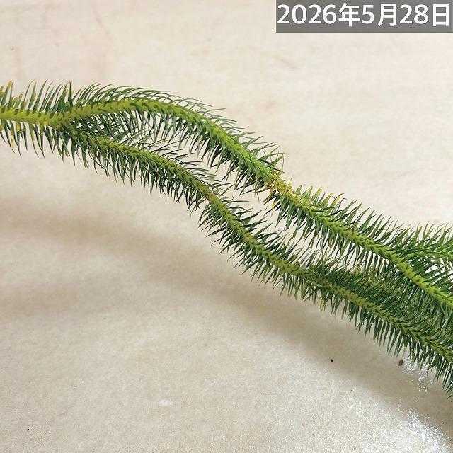 葉傷みあり】フペルジア スクアローサ 5号 吊り鉢 huperzia squarrosa