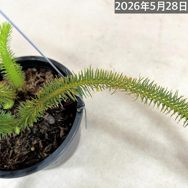 葉傷みあり】フペルジア スクアローサ 5号 吊り鉢 huperzia squarrosa