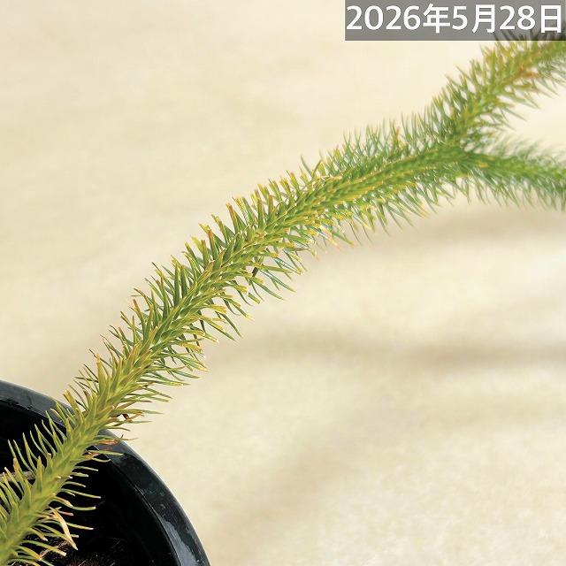 葉傷みあり】フペルジア スクアローサ 5号 吊り鉢 huperzia squarrosa