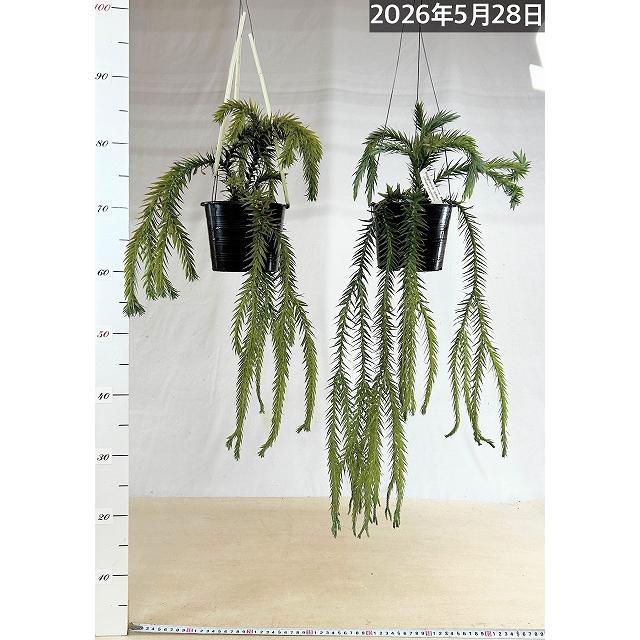 【希少】フペルジア・ゴエベリー 吊り鉢　観葉植物 葉傷みあり】フペルジア ゴエベリー 5号吊り鉢(個体おまかせ1鉢