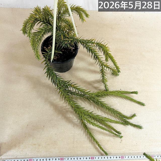 葉傷みあり】フペルジア ゴエベリー 5号吊り鉢(個体おまかせ1鉢