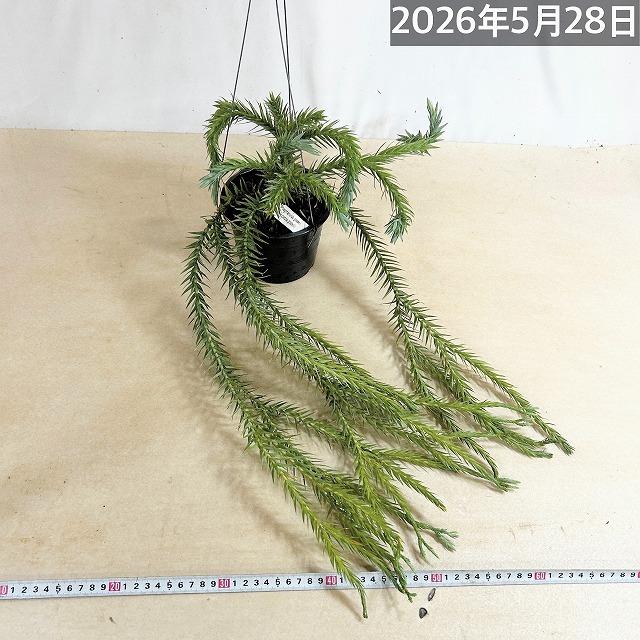 葉傷みあり】フペルジア ゴエベリー 5号吊り鉢(個体おまかせ1鉢