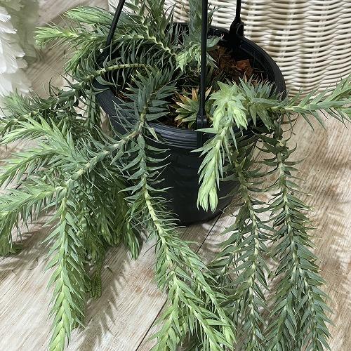 葉傷みあり】フペルジア ゴエベリー 5号吊り鉢(個体おまかせ1鉢