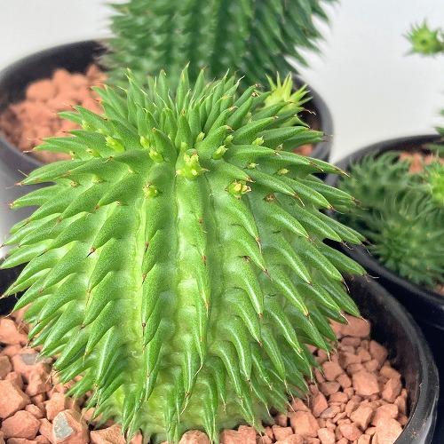 ユーフォルビア ドラゴンボール(スザンナエ/瑠璃晃) 2.5号