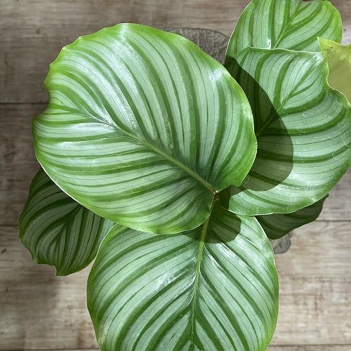 カラテア オルビフォリア(オリビフォリア) 4号白鉢　観葉植物 インテリアグリーン 室内園芸 オシャレ かわいい 可愛い |  | 02