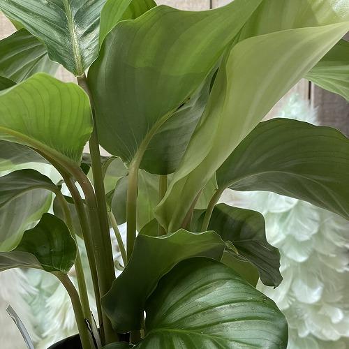 カラテア オルビフォリア(オリビフォリア) 4号白鉢　観葉植物 インテリアグリーン 室内園芸 オシャレ かわいい 可愛い |  | 04