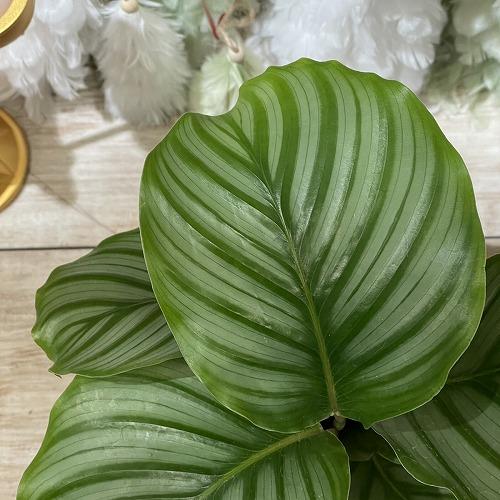 カラテア オルビフォリア(オリビフォリア) 4号白鉢　観葉植物 インテリアグリーン 室内園芸 オシャレ かわいい 可愛い |  | 01