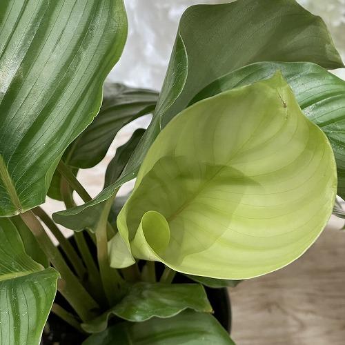 カラテア オルビフォリア(オリビフォリア) 4号白鉢　観葉植物 インテリアグリーン 室内園芸 オシャレ かわいい 可愛い |  | 03