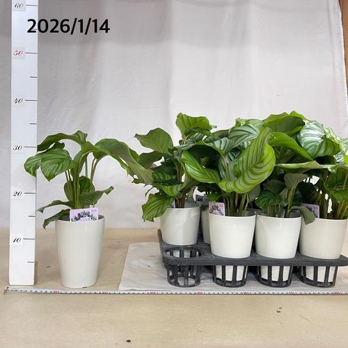 カラテア オルビフォリア(オリビフォリア) 4号白鉢　観葉植物 インテリアグリーン 室内園芸 オシャレ かわいい 可愛い |  | 06