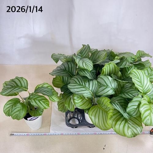 カラテア オルビフォリア(オリビフォリア) 4号白鉢　観葉植物 インテリアグリーン 室内園芸 オシャレ かわいい 可愛い |  | 07