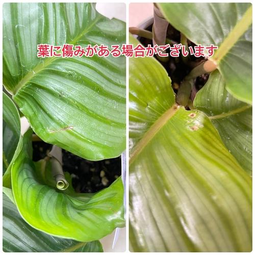 カラテア オルビフォリア(オリビフォリア) 4号白鉢　観葉植物 インテリアグリーン 室内園芸 オシャレ かわいい 可愛い |  | 05