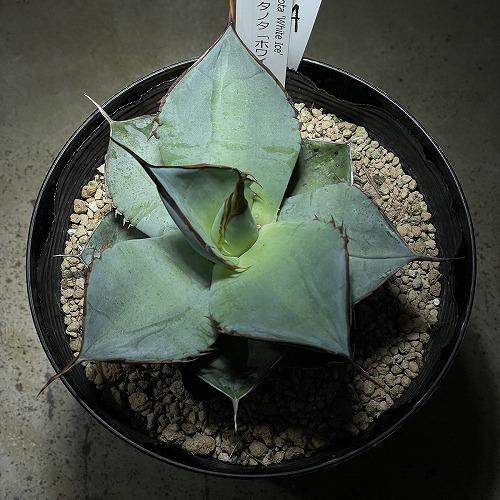 agave whiteice ドライガーデン オシャレ キレイ マニア・コレクター