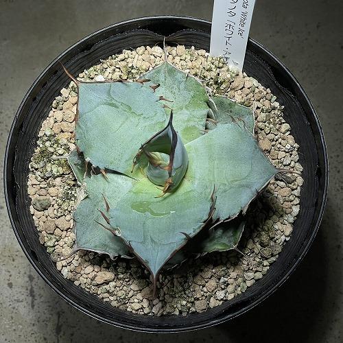 agave whiteice ドライガーデン オシャレ キレイ マニア・コレクター