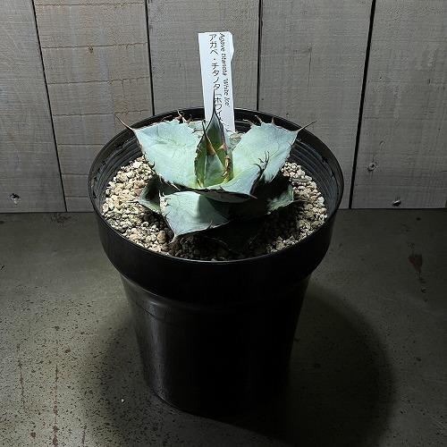agave whiteice ドライガーデン オシャレ キレイ マニア・コレクター