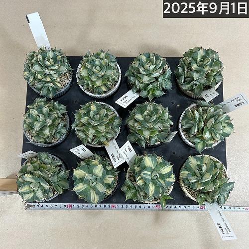 お買い得]アガベ ポタトラム 王妃雷神 中斑子吹きタイプ 3.5号鉢(個体