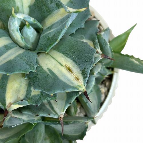お買い得]アガベ ポタトラム 王妃雷神 中斑子吹きタイプ 3.5号鉢(個体