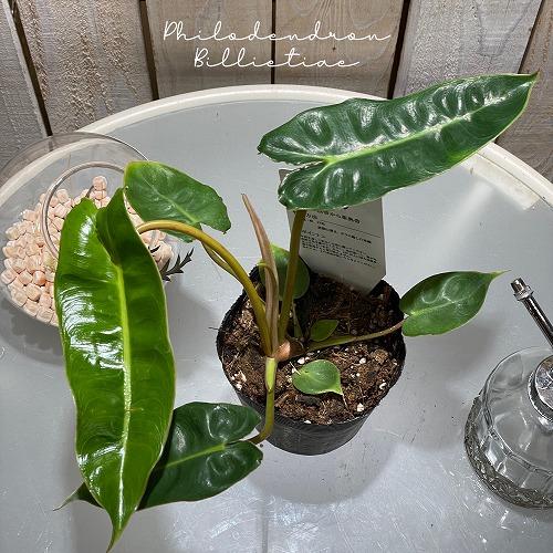 フィロデンドロン ビレッティアエ(ビレッタエ) 3.5号ポット philodendron billieti 観葉植物 希少・珍品種 コレクター かっこいい
