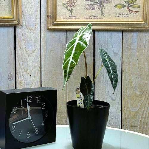 観葉植物 アロカシア アマゾニカ 4号鉢(おまかせ1鉢)※多少の葉傷みあり