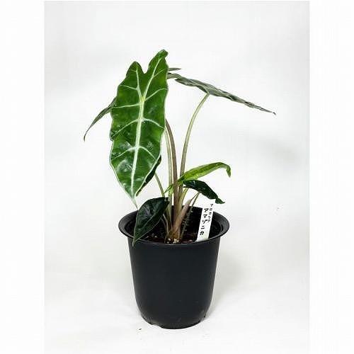 観葉植物 アロカシア アマゾニカ 4号鉢(おまかせ1鉢)※多少の葉傷みあり