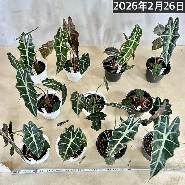 観葉植物 アロカシア アマゾニカ 4号鉢(おまかせ1鉢)※多少の葉傷みあり