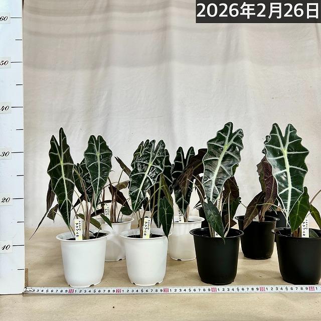 観葉植物 アロカシア アマゾニカ 4号鉢(おまかせ1鉢)※多少の葉傷みあり