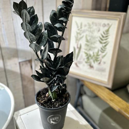 ザミオクルカス ザミフォーリア レイヴン(PVP) 4号硬質ロング　ハクサン hakusan 黒葉 観葉植物 インテリアグリーン オシャレ ザミフォリア | 