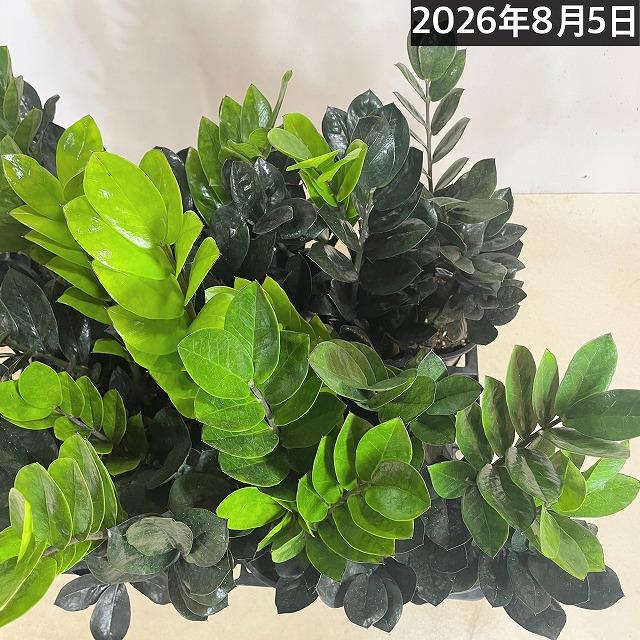 黒葉ザミオクルカス レイヴン(PVP) 4号硬質ロング　ハクサン hakusan 観葉植物 インテリアグリーン オシャレ ザミフォリア ザミフォーリア |  | 10