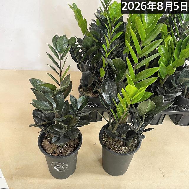 黒葉ザミオクルカス レイヴン(PVP) 4号硬質ロング　ハクサン hakusan 観葉植物 インテリアグリーン オシャレ ザミフォリア ザミフォーリア |  | 11