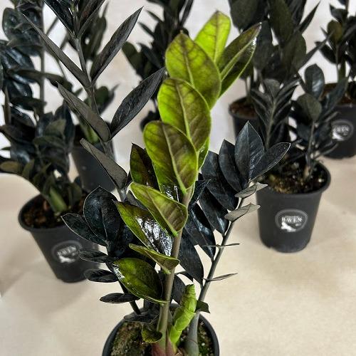 ザミオクルカス ザミフォーリア レイヴン(PVP) 4号硬質ロング　ハクサン hakusan 黒葉 観葉植物 インテリアグリーン オシャレ ザミフォリア |  | 01