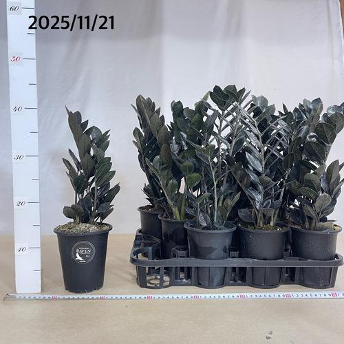 ザミオクルカス ザミフォーリア レイヴン(PVP) 4号硬質ロング　ハクサン hakusan 黒葉 観葉植物 インテリアグリーン オシャレ ザミフォリア |  | 02