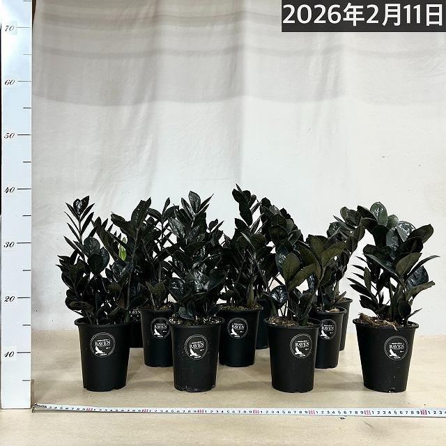 ザミオクルカス ザミフォーリア レイヴン(PVP) 4号硬質ロング　ハクサン hakusan 黒葉 観葉植物 インテリアグリーン オシャレ ザミフォリア |  | 02