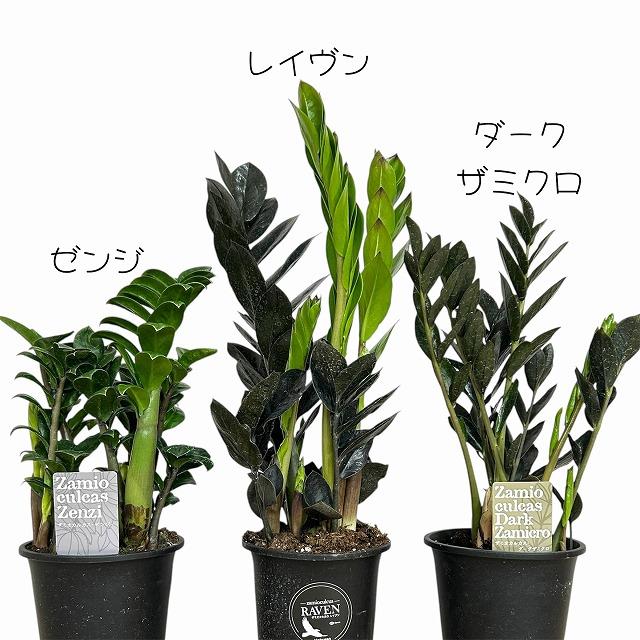 黒葉ザミオクルカス レイヴン(PVP) 4号硬質ロング　ハクサン hakusan 観葉植物 インテリアグリーン オシャレ ザミフォリア ザミフォーリア |  | 02