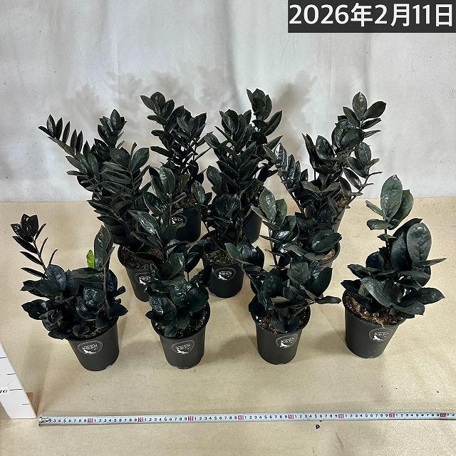 ザミオクルカス ザミフォーリア レイヴン(PVP) 4号硬質ロング　ハクサン hakusan 黒葉 観葉植物 インテリアグリーン オシャレ ザミフォリア |  | 03