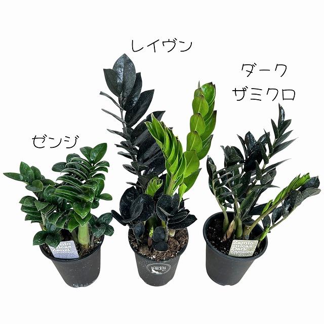 黒葉ザミオクルカス レイヴン(PVP) 4号硬質ロング　ハクサン hakusan 観葉植物 インテリアグリーン オシャレ ザミフォリア ザミフォーリア |  | 03