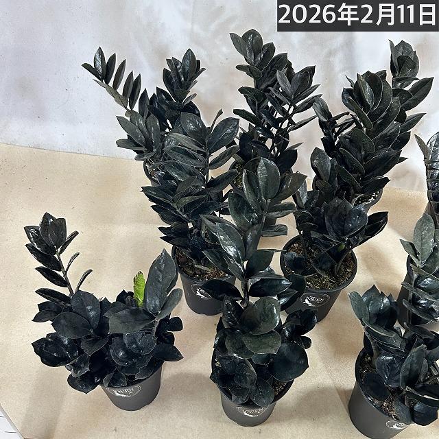 ザミオクルカス ザミフォーリア レイヴン(PVP) 4号硬質ロング　ハクサン hakusan 黒葉 観葉植物 インテリアグリーン オシャレ ザミフォリア |  | 04