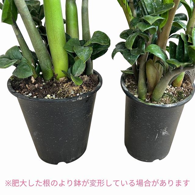黒葉ザミオクルカス レイヴン(PVP) 4号硬質ロング　ハクサン hakusan 観葉植物 インテリアグリーン オシャレ ザミフォリア ザミフォーリア |  | 04